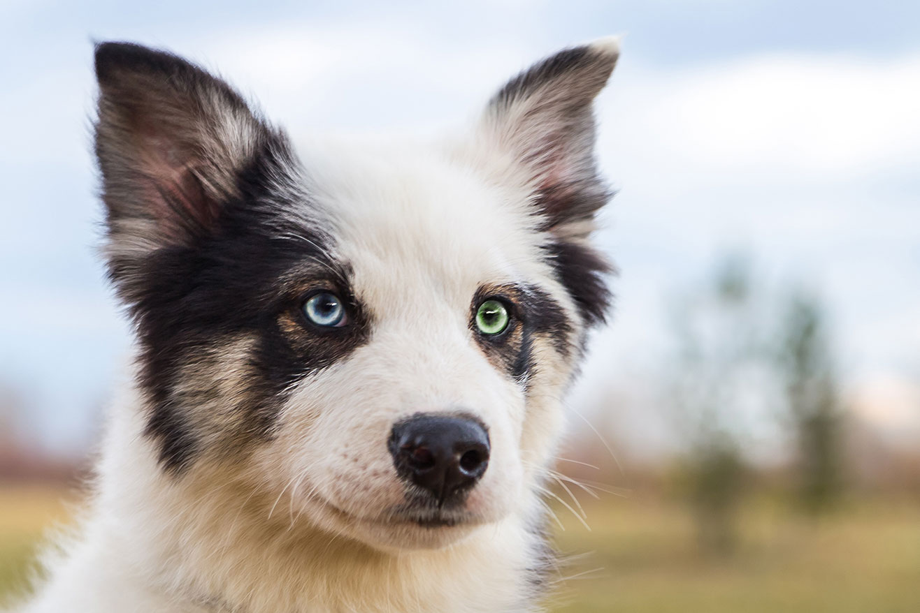 Dog with heterochromia