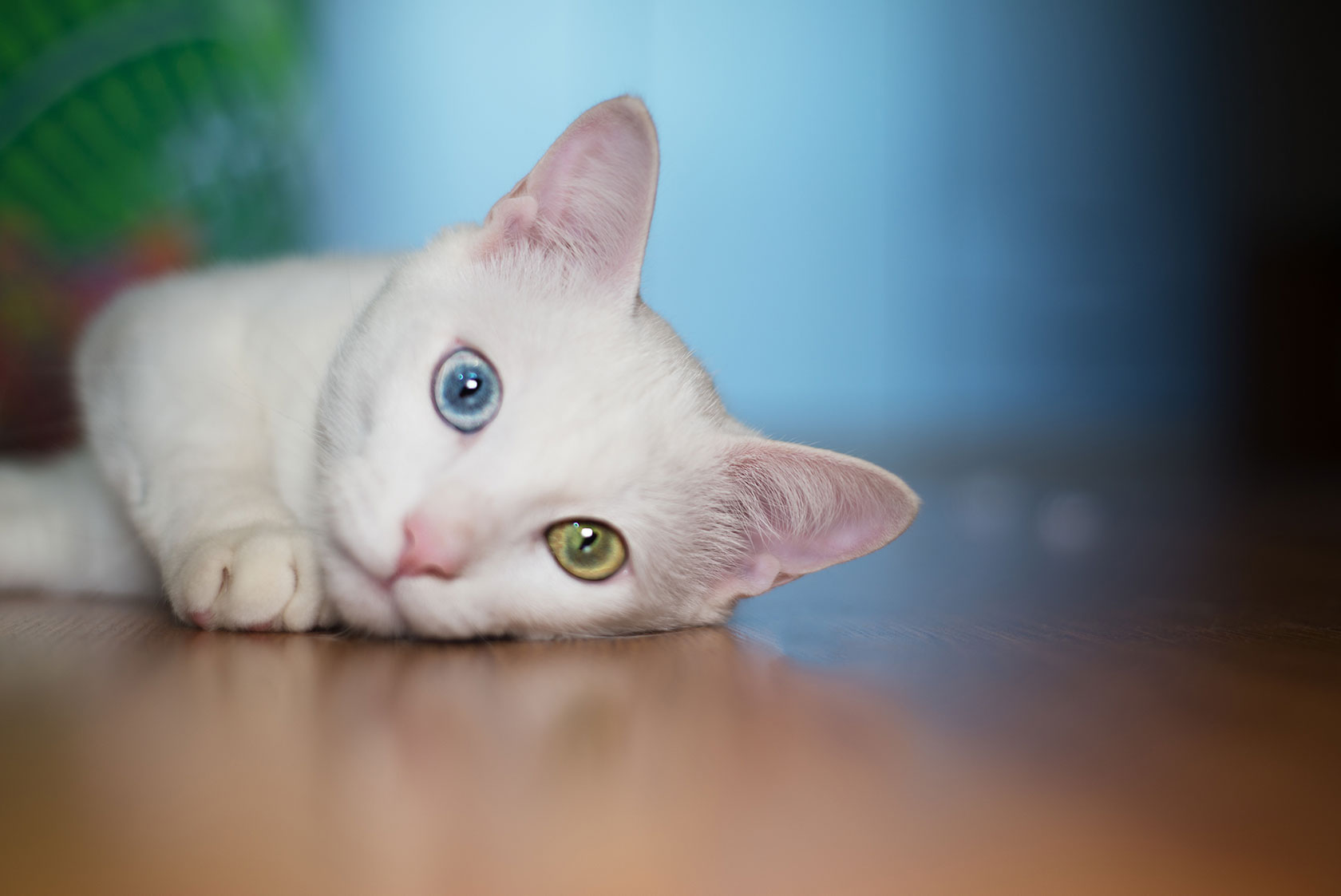 Gato blanco con heterocromía